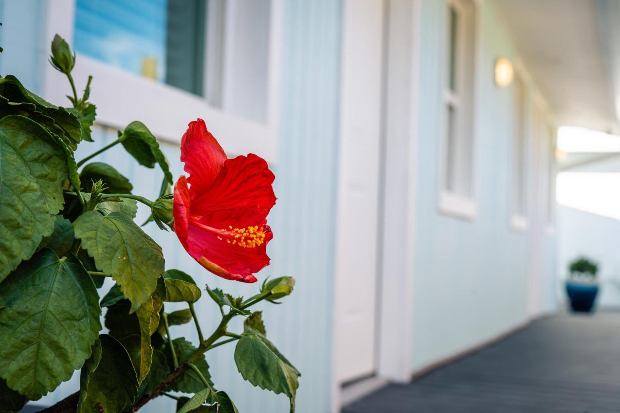 Salt Air Inn&Suites Atlantic Beach Exterior foto